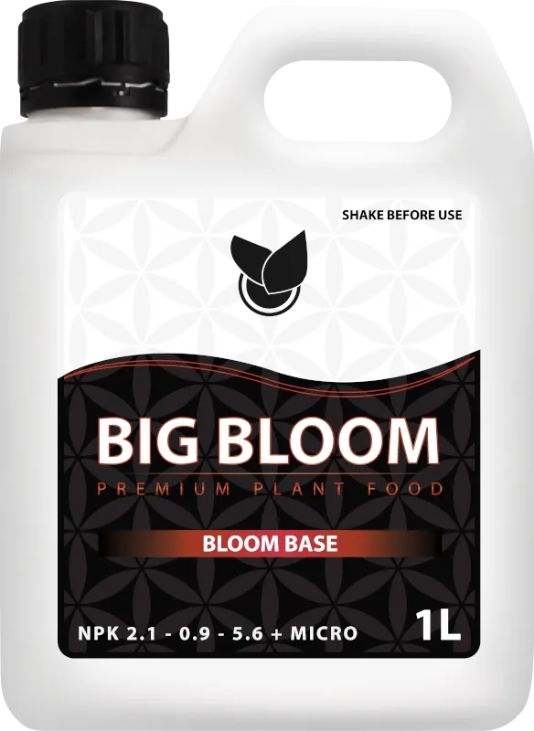 BIG BLOOM
