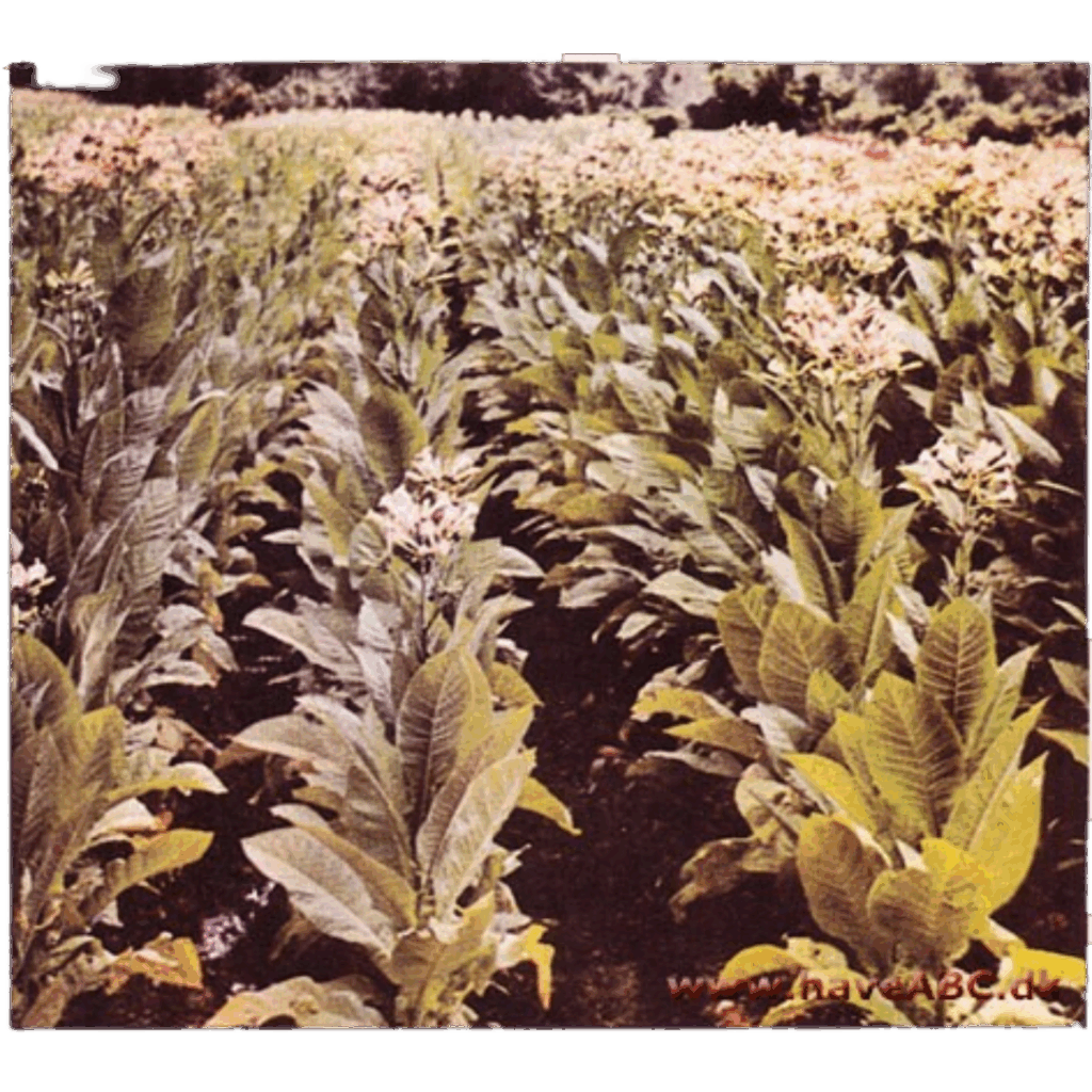 Nicotiana Tabacum Rustica 'Bondtobak'