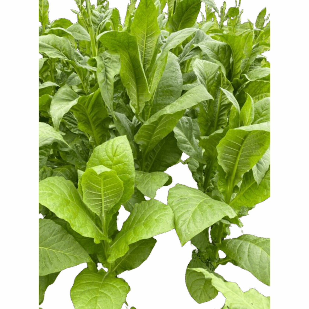 Nicotiana Tabacum 'Virginia'