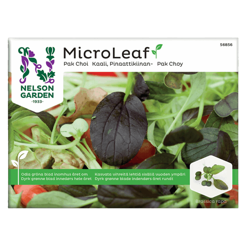 Pak choi groddar