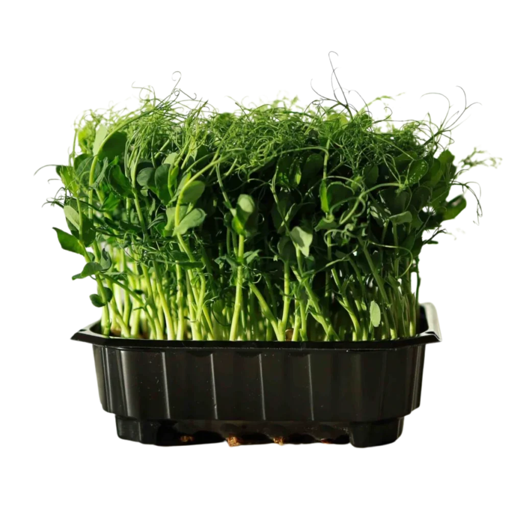 Ärtskott Foxy – frön till microgreens