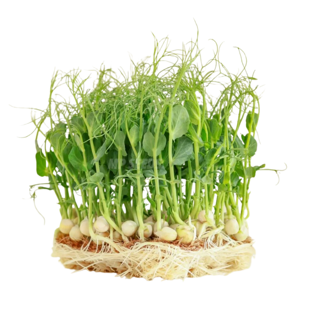 Ärtskott Jumbo – frön till microgreens
