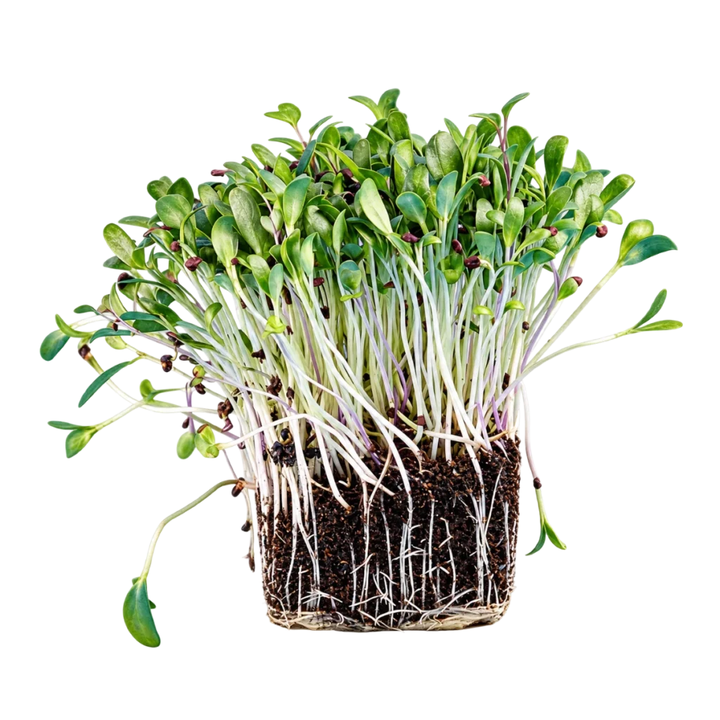 Bockhornsklöver – frön till microgreens