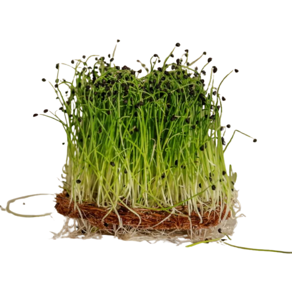 Garlic – frön till microgreens