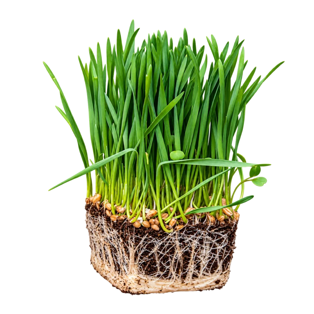 Vetegräs - frön för microgreens