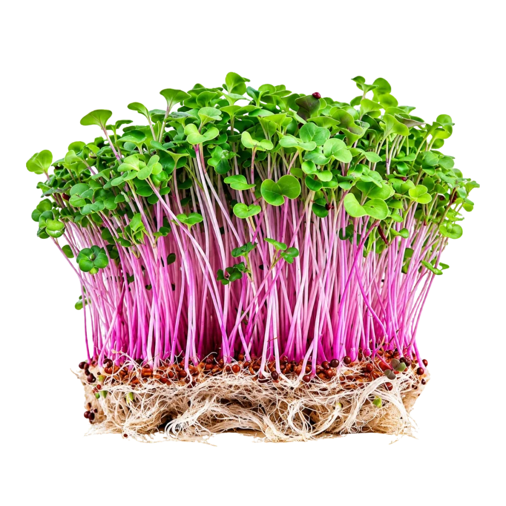Raps – frön till microgreens