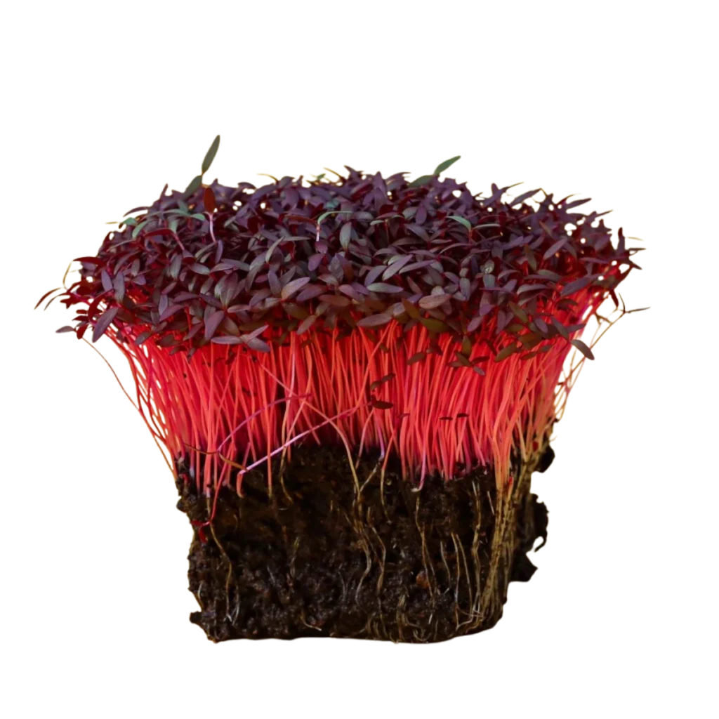 Röd amarant – frön till microgreens