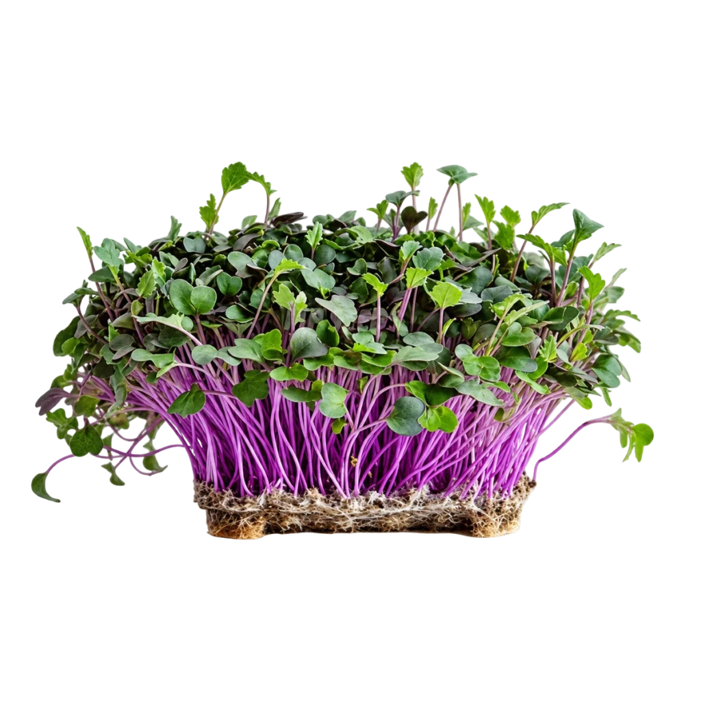 Röd kålrabbi – frön till microgreens