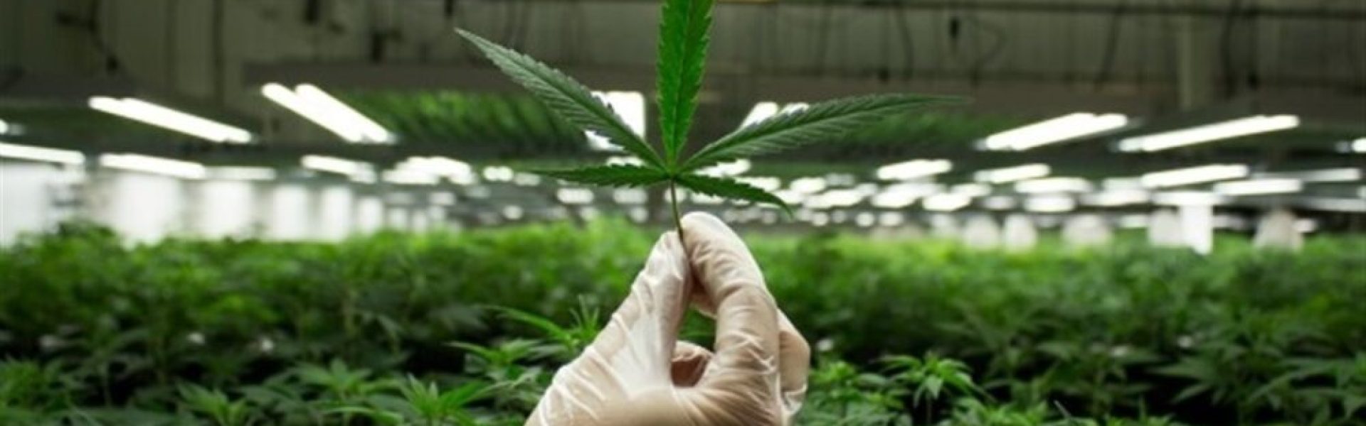 OMLÆGNING AF PRODUKTION TIL MEDICINSK CANNABIS