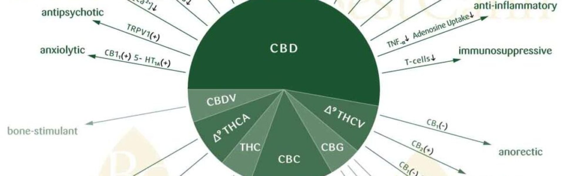 CANNABIDIOL; OGSÅ BETEGNET CBD