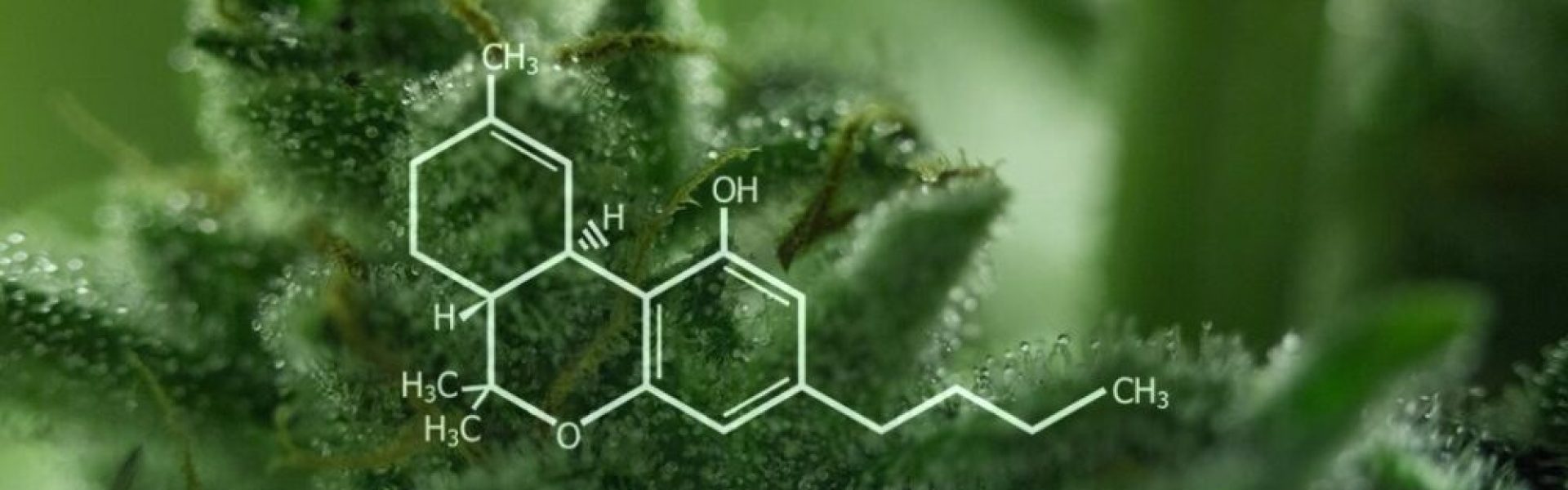 TETRAHYDROCANNABINOL (THC)