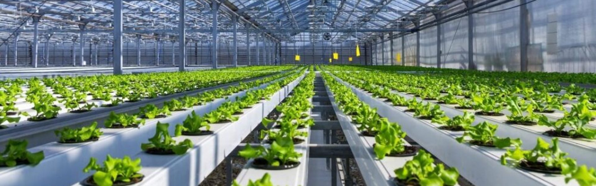 HYDROPONIC, AEROPONIC OG AQUAPONICS; HVAD ER HVAD?