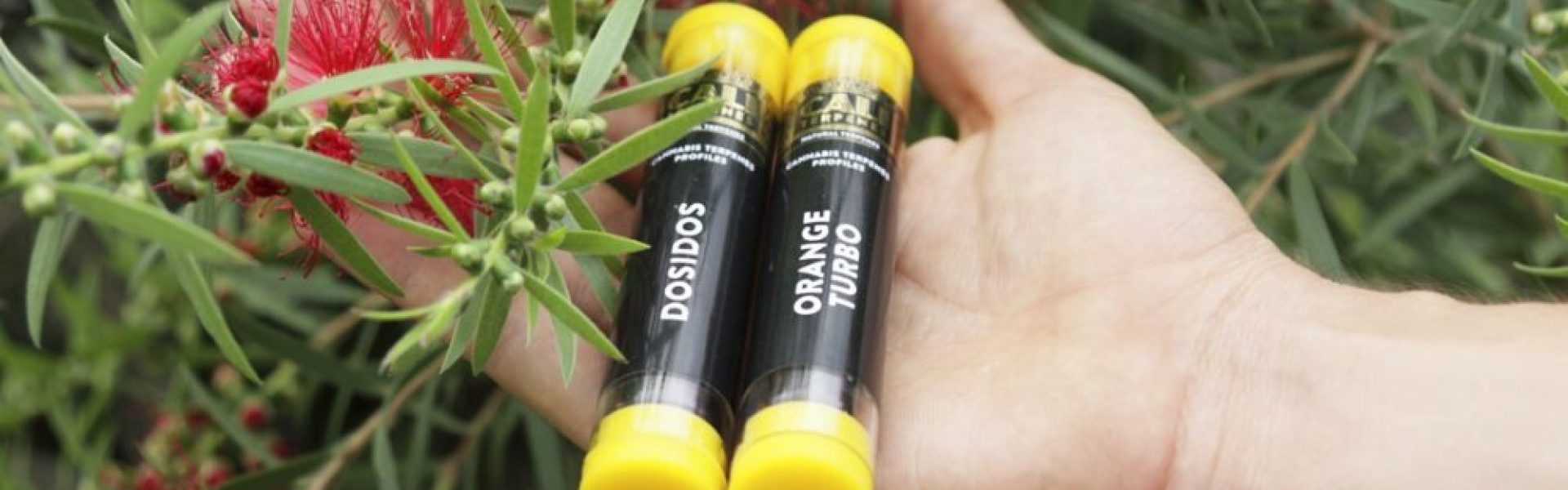 CALI TERPENER - NATURLIGE TERPENER
