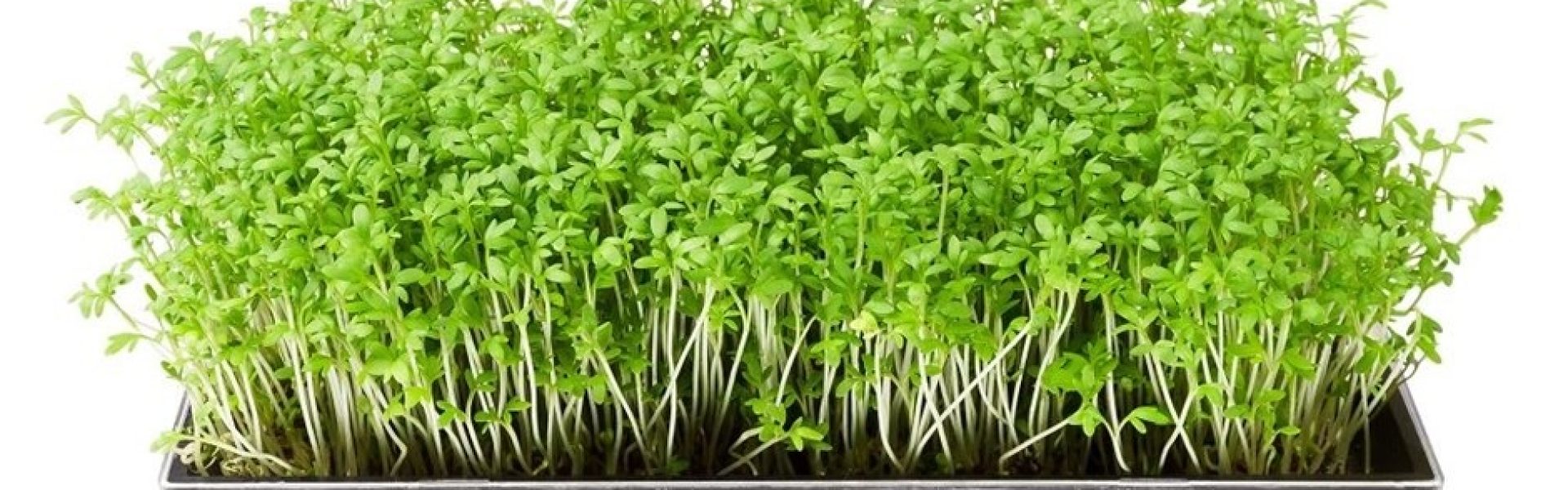 MICROGREENS
