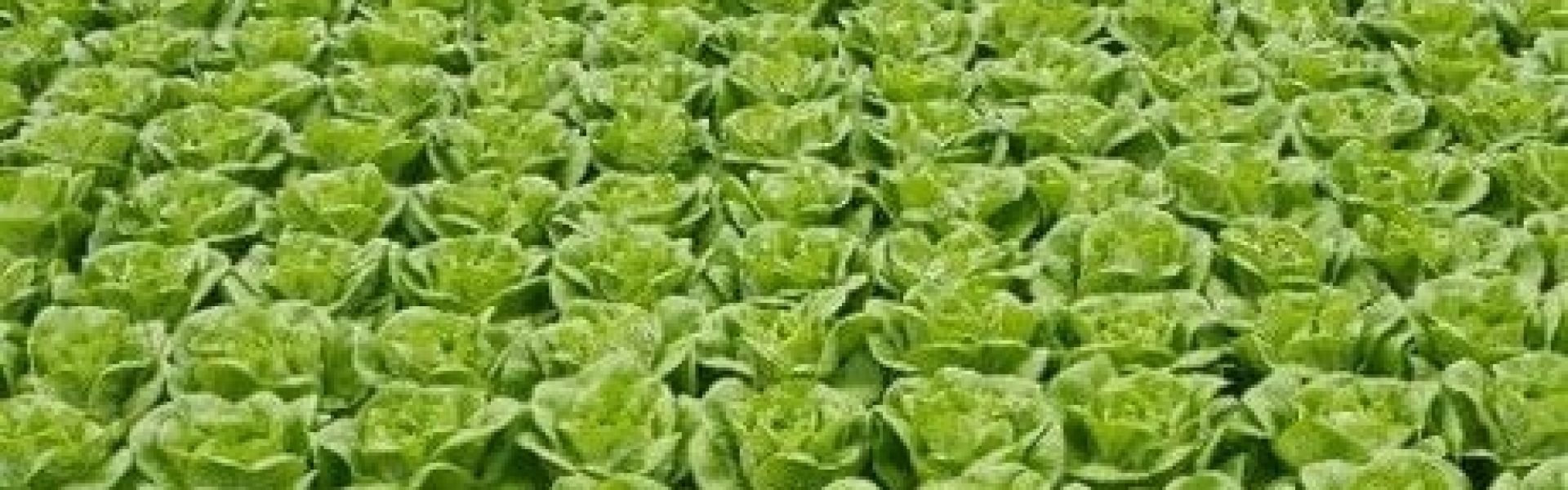 GRO-LYS.DK - DIN FORETRUKNE SAMARBEJDSPARTNER I HORTICULTURE BRANCHEN!
