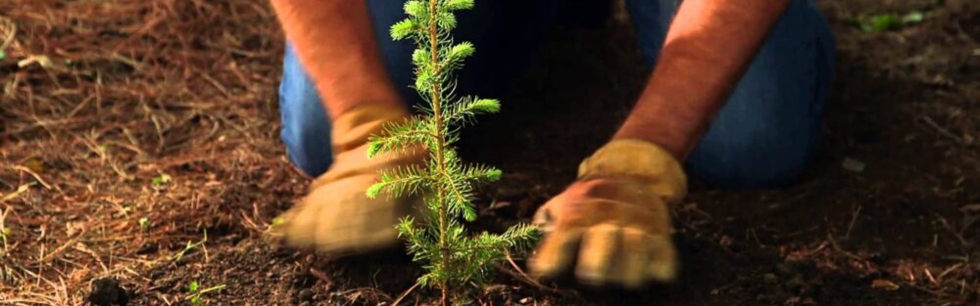 OMPLANTNING AF PLANTER TIL STØRRE POTTER