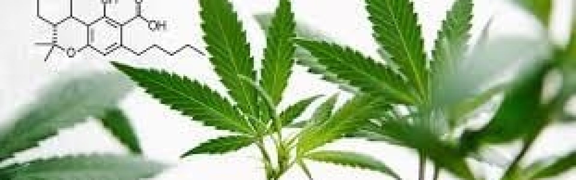 HVAD ER THCA?