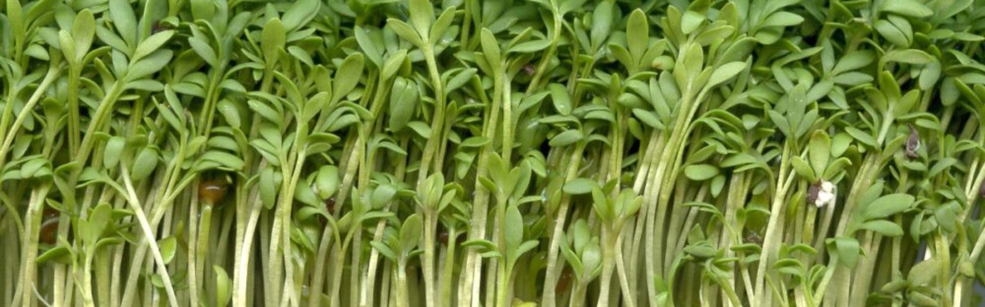 KOMMERCIELLE MICROGREENS: PRODUKTION OG BEDSTE PRAKSISSER