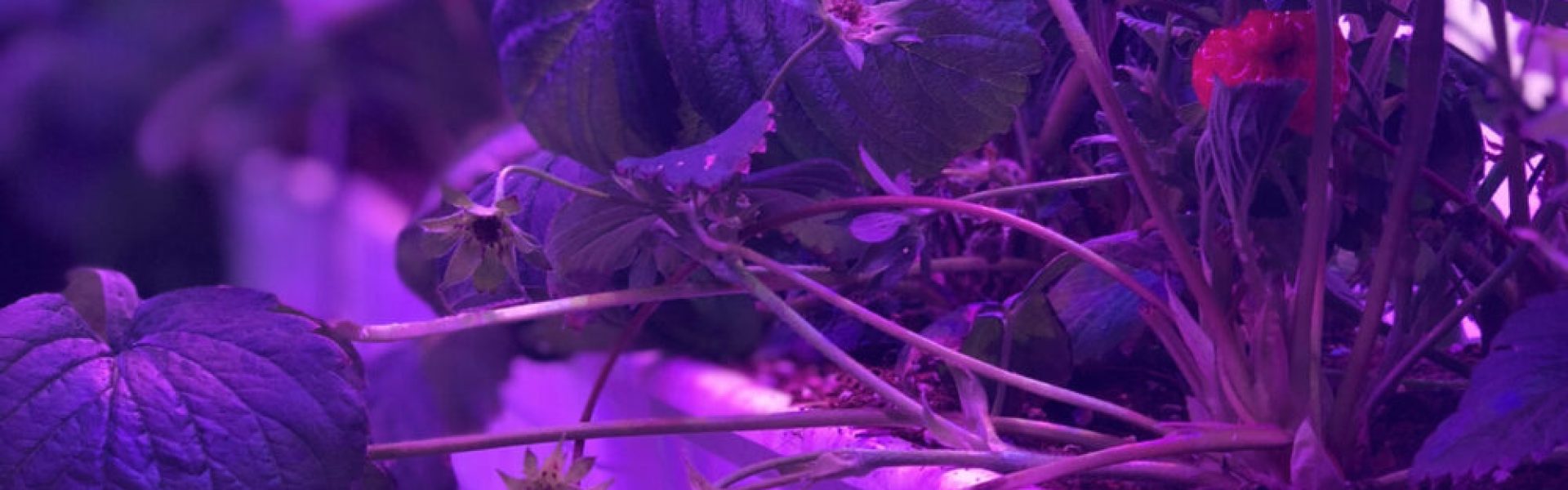 LED OG HID I DIT GROWROOM