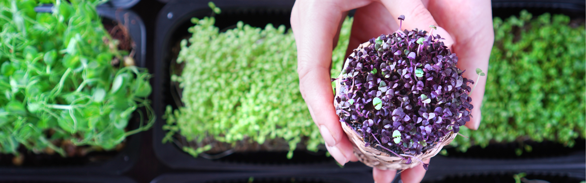 Hur odla microgreens