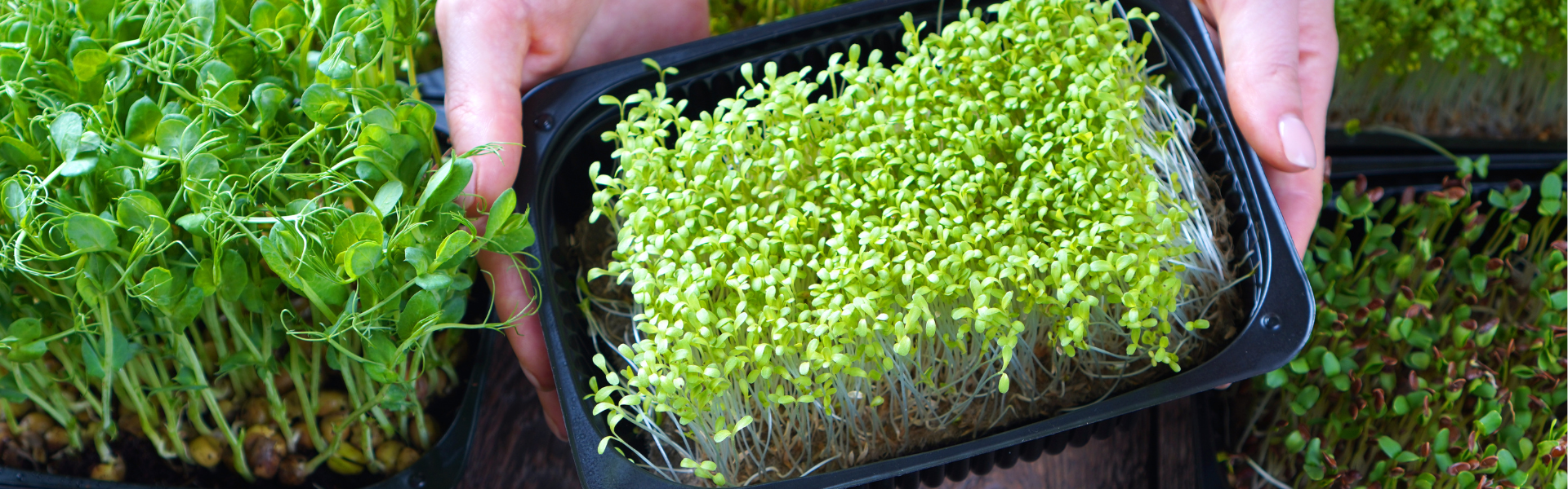 vad är microgreens